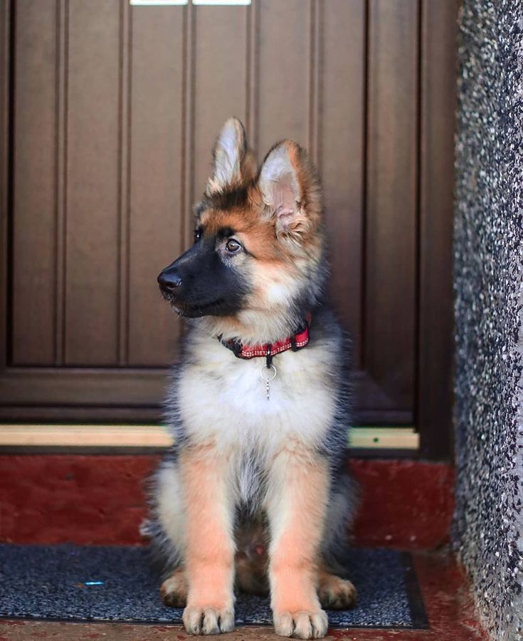 Top 10 Most Popular Dogs Breeds in the World