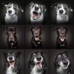 How Dogs Perceive the World
