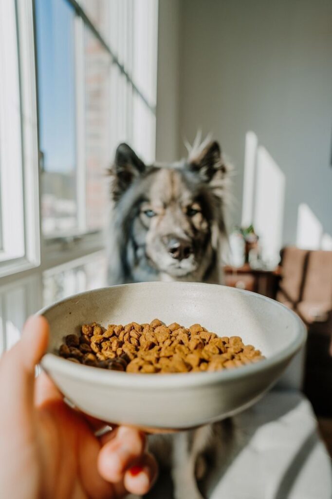 Current image: Canine Nutrition