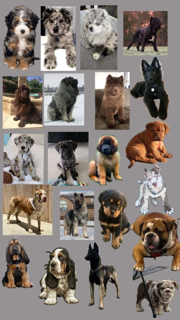 Current image: Therapy Dogs