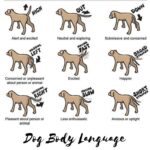 Understanding Dog Body Language
