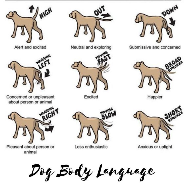Understanding Dog Body Language