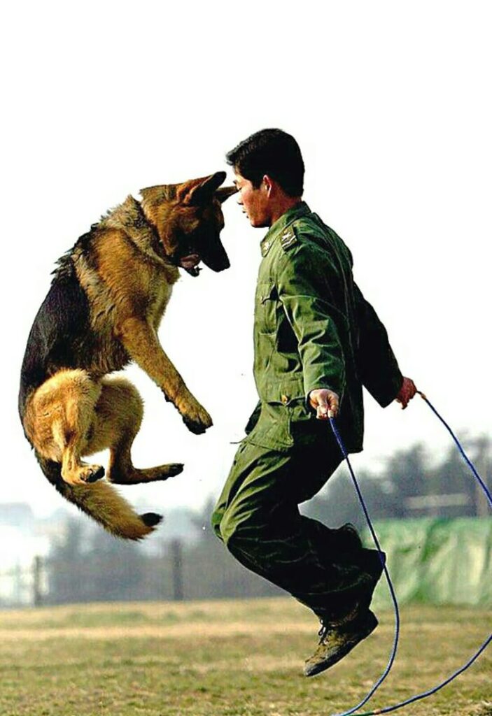 Current image: The Role of Dogs