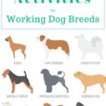 Roles, Breeds, and Training