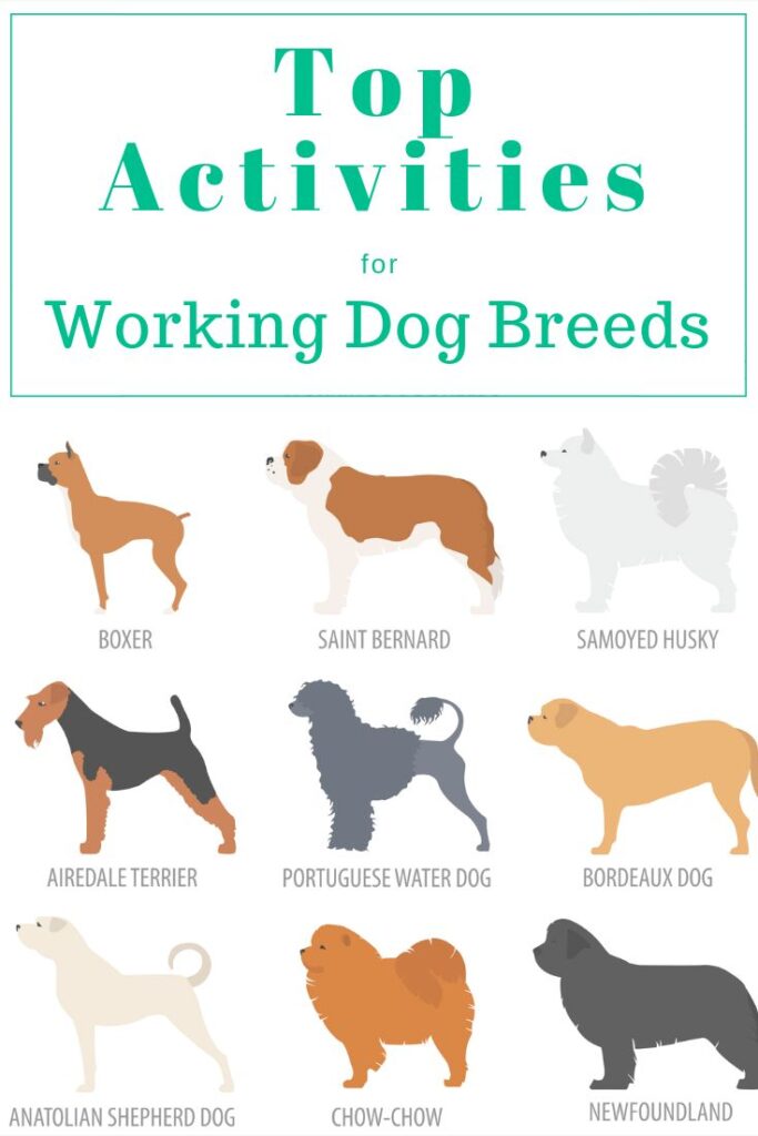 Roles, Breeds, and Training
