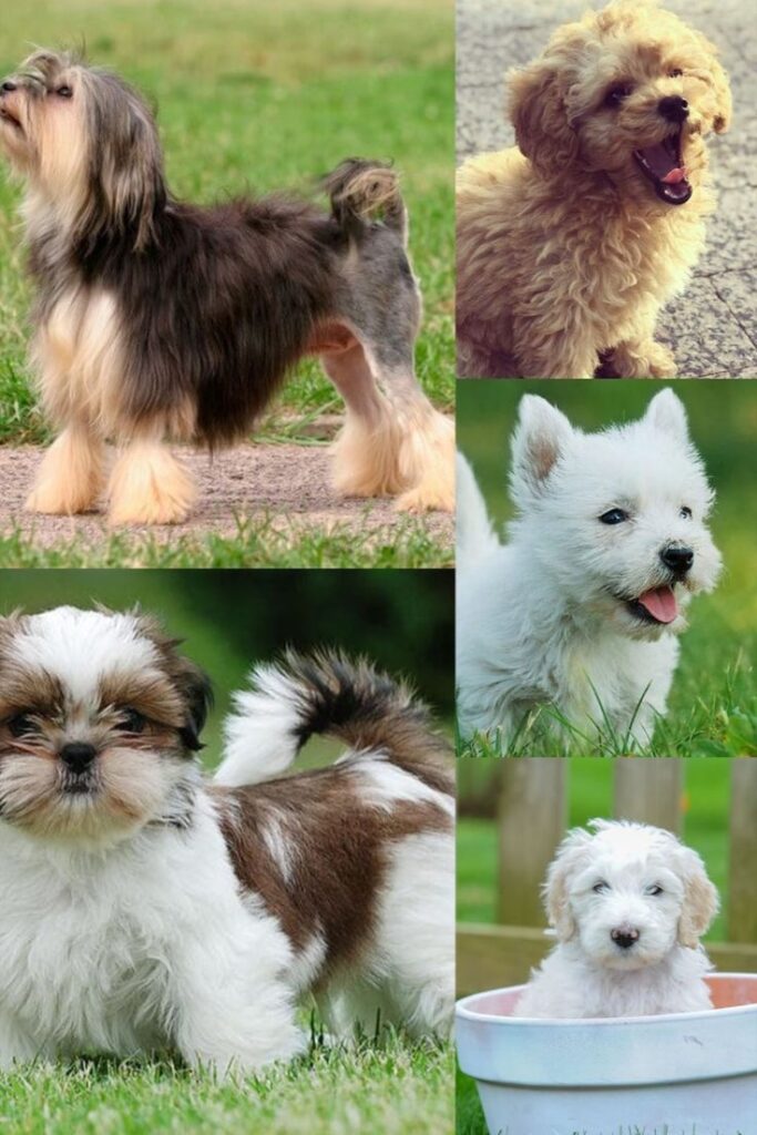 Current image: Choose the Right Dog Breed for Your Lifestyle