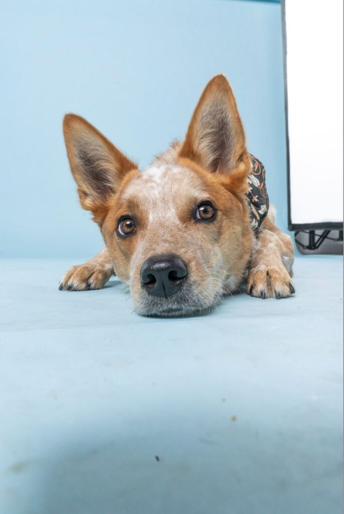 Current image: How Dogs Perceive the World