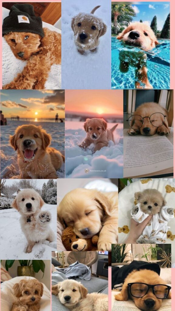 Current image: Choose the Right Dog Breed for Your Lifestyle