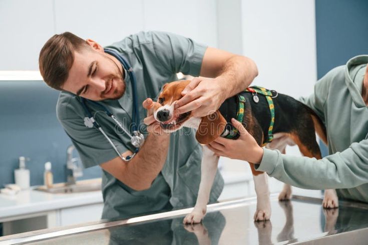 Importance of Regular Vet Checkups for Dogs