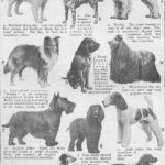 The History and Evolution of Domestic Dogs