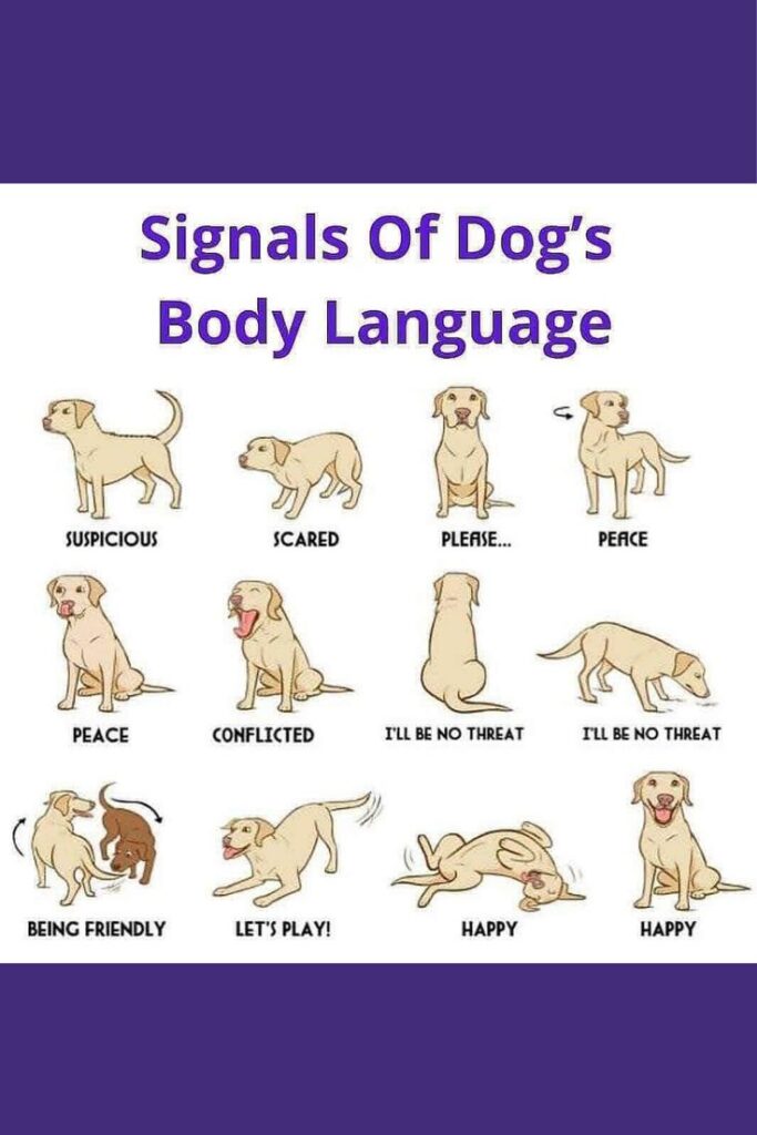 Current image: The Intelligence of Dogs