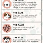 Myths and Facts About Dogs