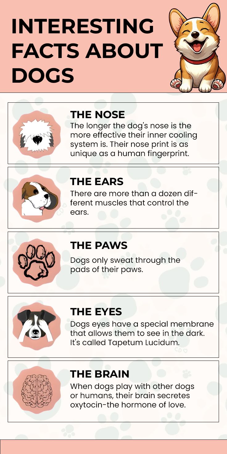 Myths and Facts About Dogs