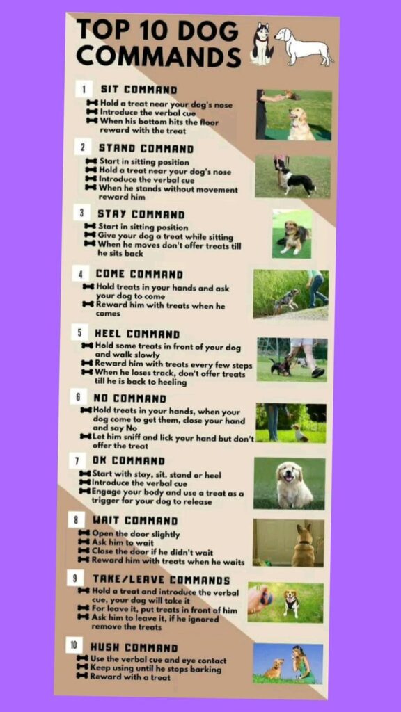 Current image: Puppy Care