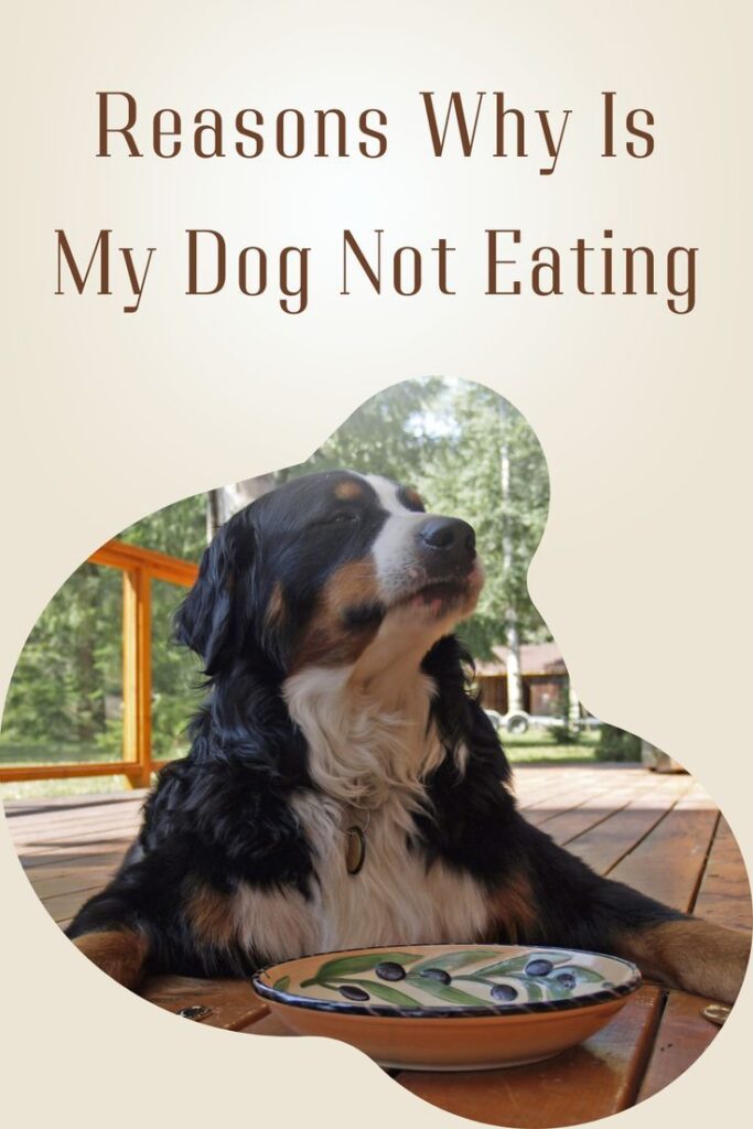 Current image: Canine Nutrition