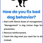Dog Behavior Problems