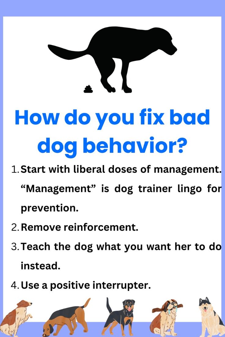Dog Behavior Problems