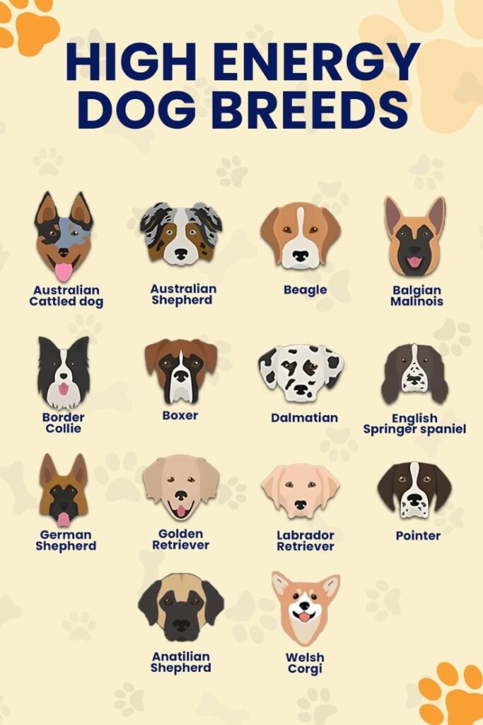 Current image: Dog Breeds