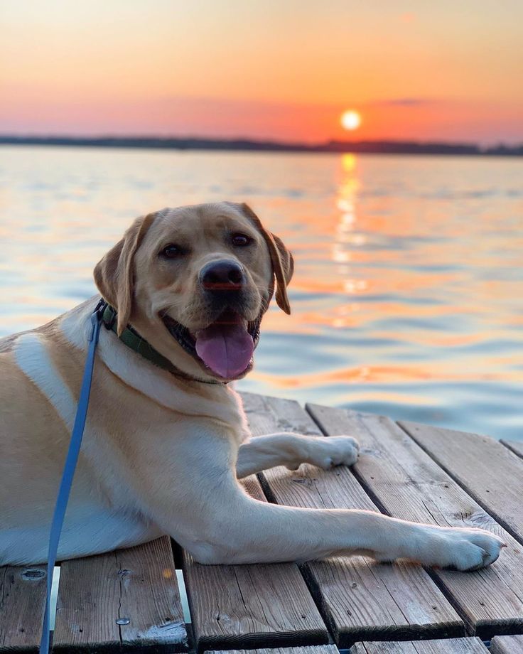 Top 10 Most Popular Dogs Breeds in the World