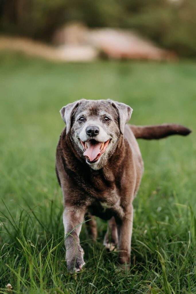 Current image: Myths and Facts About Dogs