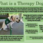 Therapy Dogs