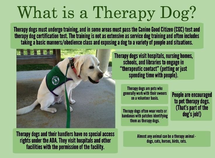 Therapy Dogs
