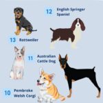 The Intelligence of Dogs