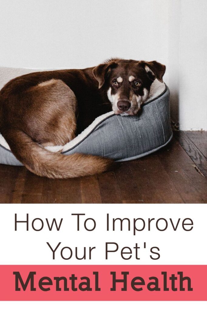 Current image: Mental Stimulation in Dogs