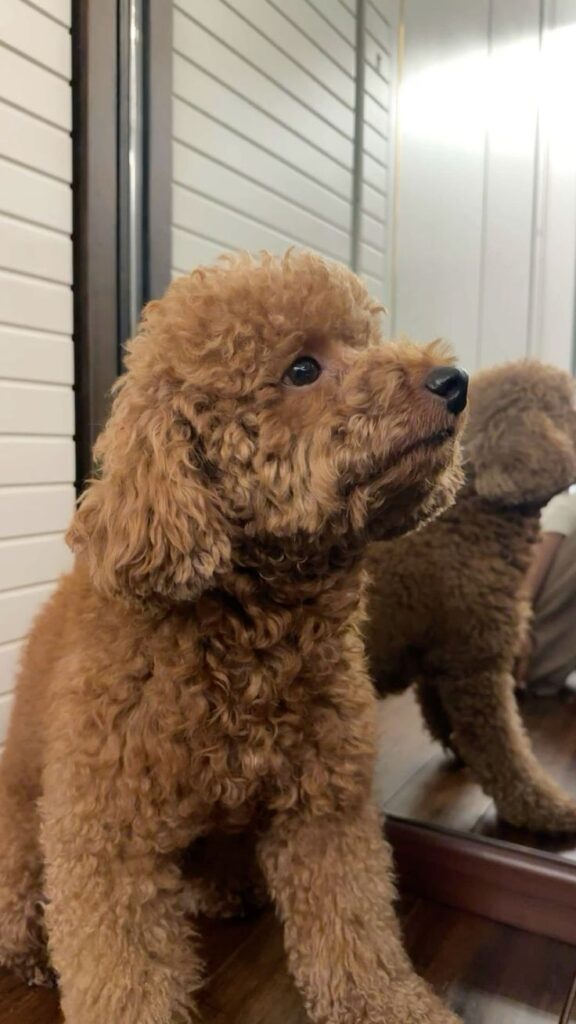 Top 10 Most Popular Dogs Breeds in the World