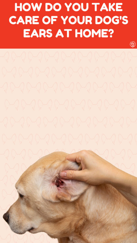 The current image has no alternative text. The file name is: Your-dog-deserves-comfort—even-for-those-pesky-ear….jpg