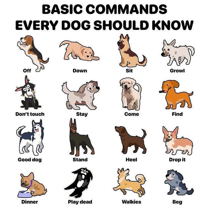 Essential Commands Every Dog Should Know