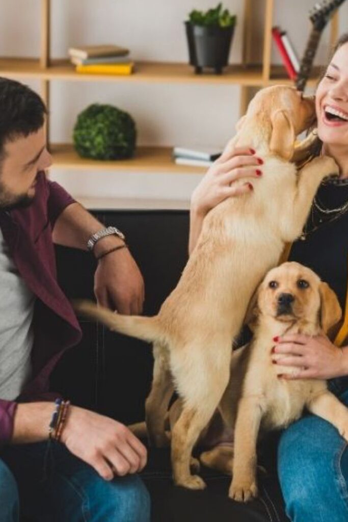 Current image: Traveling with Dogs