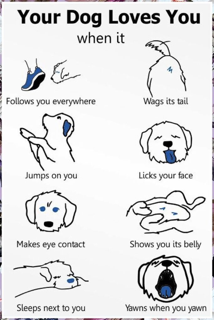 Current image: Tips for Puppies and Adult Dogs