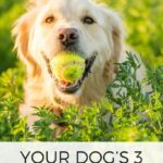 Did you know dogs have three hidden senses?