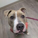 Stola’s Knee: Patellar Tendon Strain and?