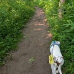 Walks with Penny – Oh My Dog!