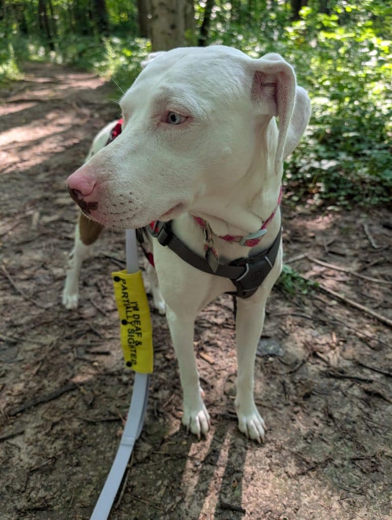 Penny’s Quirks – Oh My Dog!