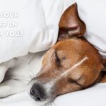 Should Dogs Sleep on the Bed?