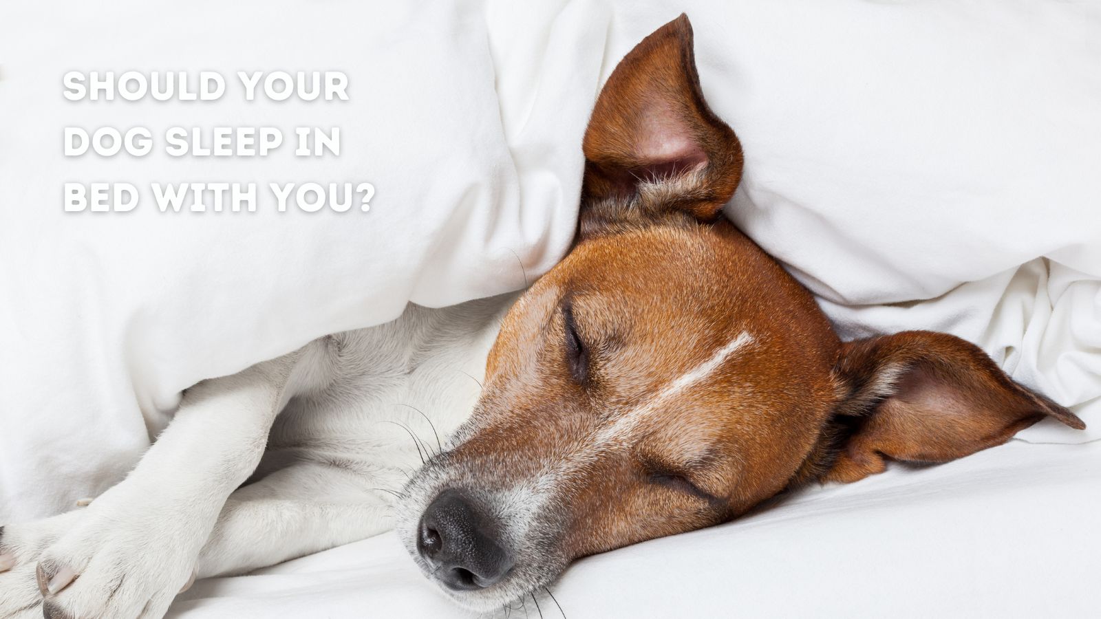 Should Dogs Sleep on the Bed?