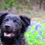 10 Spring Cleaning Tasks for Dog Homes