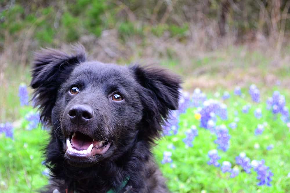 10 Spring Cleaning Tasks for Dog Homes