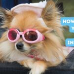 Who are the Top Pet Influencers and Should Your Dog Join In the Fun?