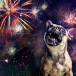 How to Calm a Dog During Fireworks