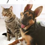 Lost Pet Prevention Tips – Oh My Dog!